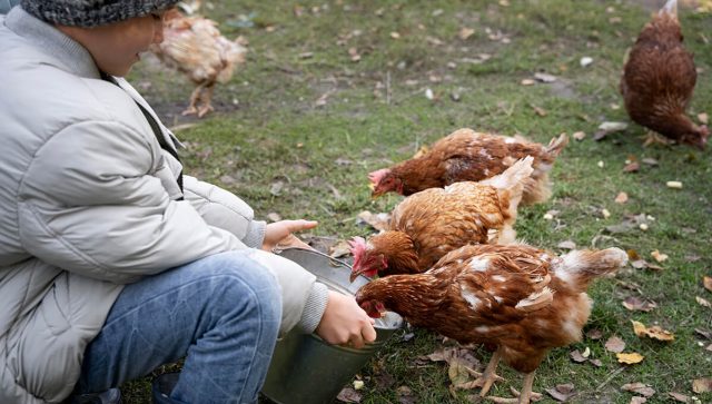 Uprava za veterinu pojačala nadzor u Srbiji zbog pojave bolesti kod živine u Crnoj Gori