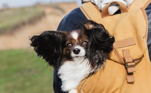 Dobra vest za vlasnike ljubimaca – jednostavnija pravila za putovanje u EU