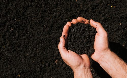 Slaba tražnja za kukuruzom, cena đubriva opet porasla