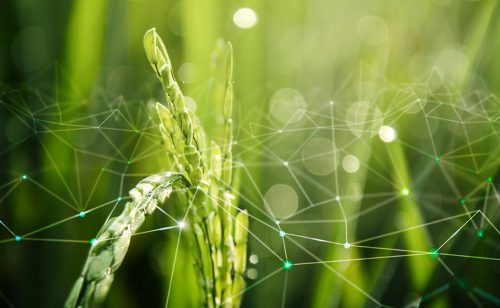 Regenerativna poljoprivreda kao budućnost agrobiznisa u Srbiji