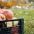Prihodi proizvođača jabučastog i koštičavog voća rastu iz godine u godinu, uprkos padu izvoza