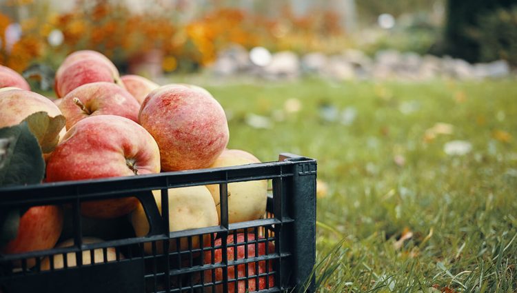 Prihodi proizvođača jabučastog i koštičavog voća rastu iz godine u godinu, uprkos padu izvoza