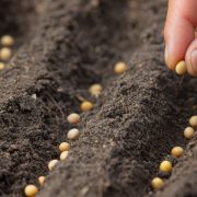 Ne postoji agrarni plan za semensku proizvodnju u Srbiji