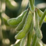 Kinezi uvoze soju iz Argentine, prvi put od 2019.