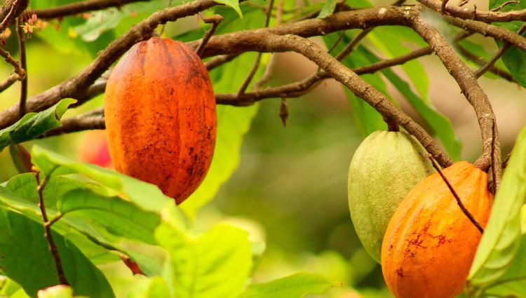 Zbog vrtoglavog rasta cene u afričkim zemljama sade se šume kakaoa