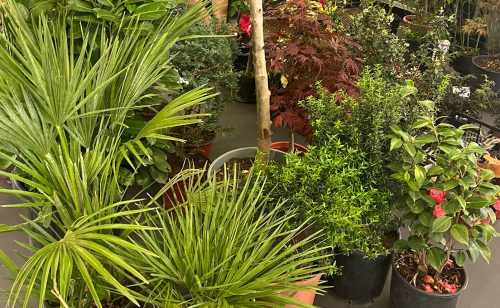 Međunarodni sajmovi građevinarstva i hortikulture