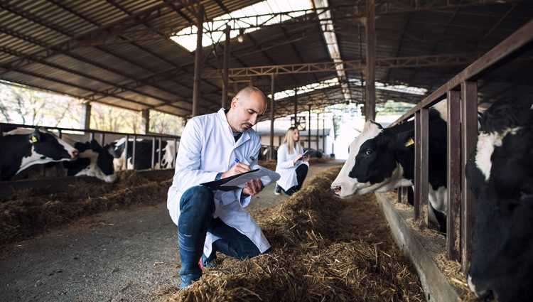 Veterinari odlično poslovali, ali ih brine smanjenje stočnog fonda