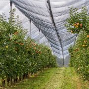 Za milijardu dinara manja sredstva namenjena ruralnom razvoju, veća ulaganja u voćarstvo i vinogradarstvo