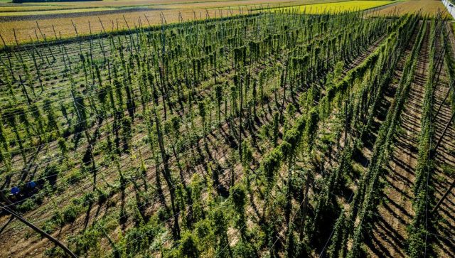 U Srbiji se istražuje nova aromatična sorta hmelja namenjena ekskluzivnim pivima