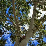 Brzorastući energetski zasadi imaju potencijal u našoj zemlji – Kako ga iskoristiti?