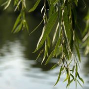 EBRD razmatra davanje kredita za gradnju brane na reci Ub