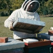 Domaća inovacija efikasno uništava varou, bez prisustva pčelara