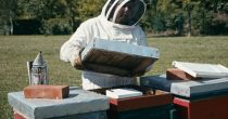 Domaća inovacija efikasno uništava varou, bez prisustva pčelara eco-hive
