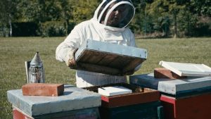 eco-hive