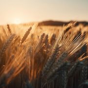 Glamočić: Srbija jača saradnju sa afričkim i azijskim državama u oblasti poljoprivrede 