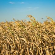 Kako se izboriti sa sušom i ublažiti loše rezultate?