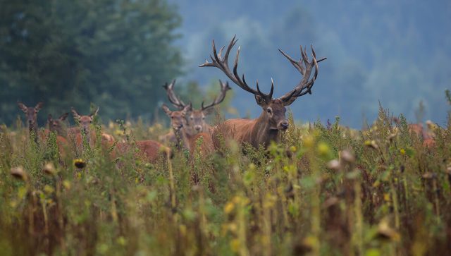 Konkurs za razvoj lovstva u Vojvodini – podsticaji od oko 7,4 miliona dinara