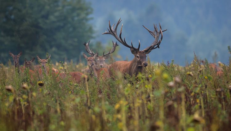 Konkurs za razvoj lovstva u Vojvodini – podsticaji od oko 7,4 miliona dinara