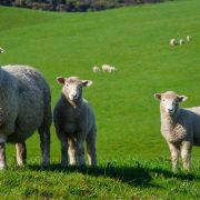 Srbija izvezla 8.000 jagnjadi u Libiju