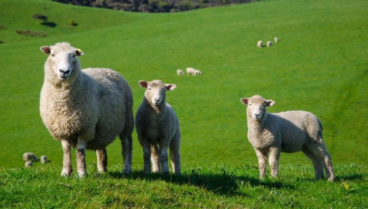 Srbija izvezla 8.000 jagnjadi u Libiju