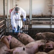 U Srbiji afrička kuga registrovana u sedam okruga, uginula ili eutanazirana 36.101 svinja 