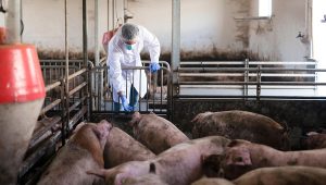 U Srbiji afrička kuga registrovana u sedam okruga, uginula ili eutanazirana 36.101 svinja 