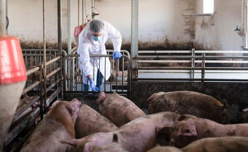 U Srbiji afrička kuga registrovana u sedam okruga, uginula ili eutanazirana 36.101 svinja 