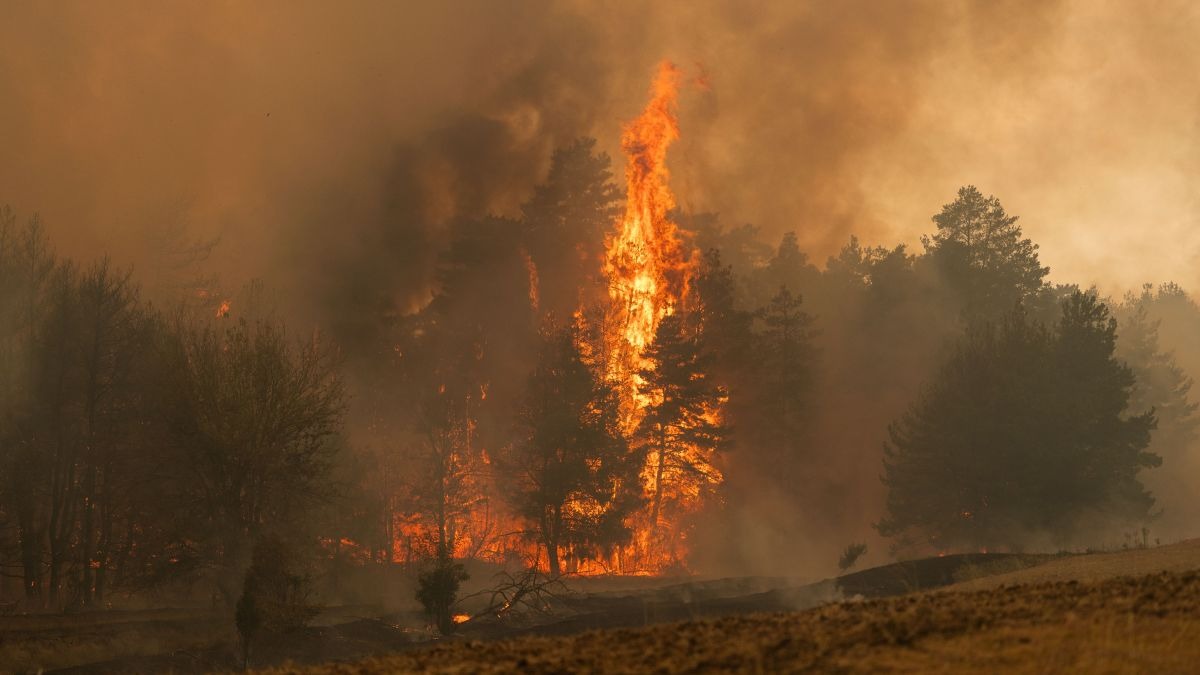 Požar u Deliblatskoj peščari katastrofa za pčelare, gori 11.000 hektara pod bagremom