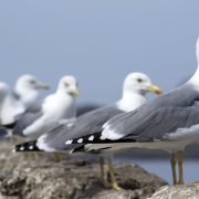 Stručnjaci upozoravaju: Milioni ptica godišnje budu ubijene ili uhvaćene na Mediteranu