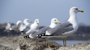 Stručnjaci upozoravaju: Milioni ptica godišnje budu ubijene ili uhvaćene na Mediteranu
