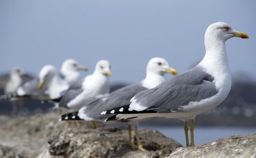Stručnjaci upozoravaju: Milioni ptica godišnje budu ubijene ili uhvaćene na Mediteranu