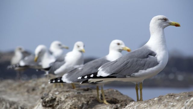 Stručnjaci upozoravaju: Milioni ptica godišnje budu ubijene ili uhvaćene na Mediteranu