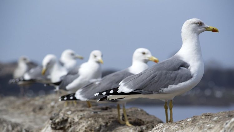 Stručnjaci upozoravaju: Milioni ptica godišnje budu ubijene ili uhvaćene na Mediteranu